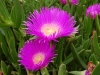 nature croatie