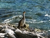nature croatie